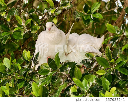 Gentle birds nurture in lush foliage, Peaceful doves bond and prepare nests in vibrant greenery 137027241
