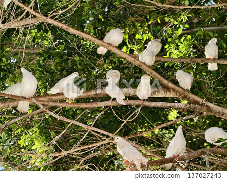Group of white birds perched peacefully outdoors, Flock of white birds gathered on tree branches in harmony 137027243
