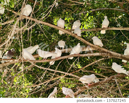 Group of birds perched with natural surroundings, Flock of white birds gathered on single tree branch Group of birds perched with natural surroundings, Flock of white birds gathered on single tree branch 137027245