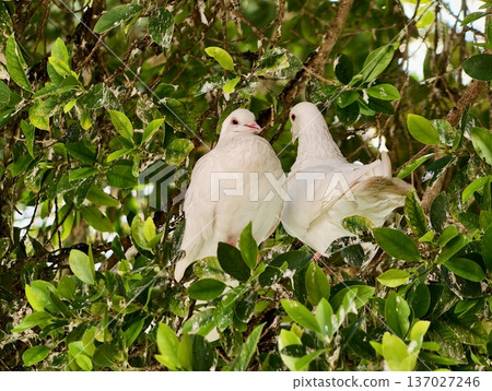 Tender portrait capturing two white doves amidst thick green leaves with direct eye contact Tender portrait capturing two white doves amidst thick green leaves with direct eye contact 137027246