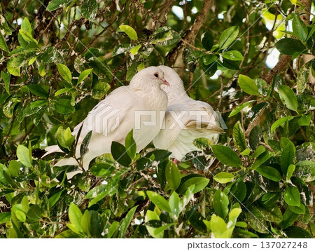 Serene pair of doves amidst leafy shelter, Calm feathered duo resting beneath dense green canopy shade Serene pair of doves amidst leafy shelter, Calm feathered duo resting beneath dense green canopy shade 137027248