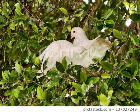 Gentle birds nestled amid vibrant greenery, Serene dove resting peacefully among thick leafy branches Gentle birds nestled amid vibrant greenery, Serene dove resting peacefully among thick leafy branches 137027249