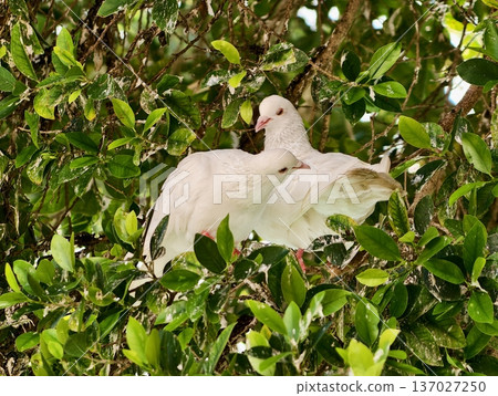 Doves in Courtship, Pair of Birds Embracing Naturally, Closeup of Doves Displaying Love Amid Dappled Light 137027250