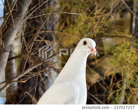 Serene bird contemplation, Peaceful dove amid leafless branches, Calm white pigeon nests within empty twigs 137027257