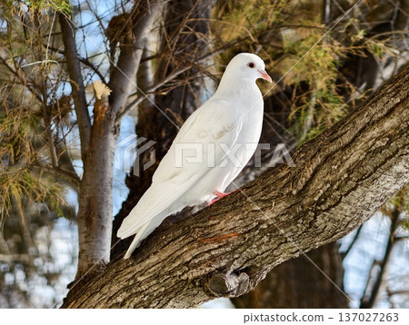 Serene white pigeon on suburban tree branch, Quiet urban garden features hardy winter dove perched calmly 137027263