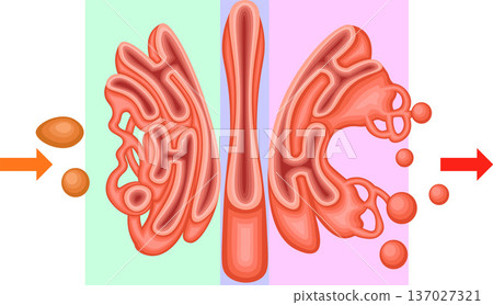 Golgi apparatus structure illustration 137027321