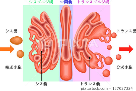 Golgi apparatus structure illustration in Japanese 137027324