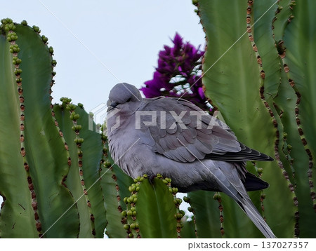 Peaceful dove resting on prickly cactus, Gentle dove perched amidst cactus thorns during dawn 137027357