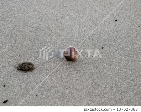 Detailed view of beach shells and algae, Sea shell and algae scene with sand and pebbles detail Detailed view of beach shells and algae, Sea shell and algae scene with sand and pebbles detail 137027368