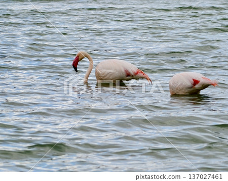 Pink birds search, Beautiful flamingos dive and search among gentle lagoon ripples and muddy shores Pink birds search, Beautiful flamingos dive and search among gentle lagoon ripples and muddy shores 137027461