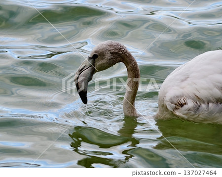 Graceful bird dips into tranquil water, Elegant flamingo reaches into gentle rippling lagoon to feed Graceful bird dips into tranquil water, Elegant flamingo reaches into gentle rippling lagoon to feed 137027464