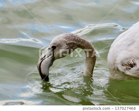 Graceful flamingo with detailed feathers, Slim flamingo gracefully stands above shimmering green water Graceful flamingo with detailed feathers, Slim flamingo gracefully stands above shimmering green water 137027468