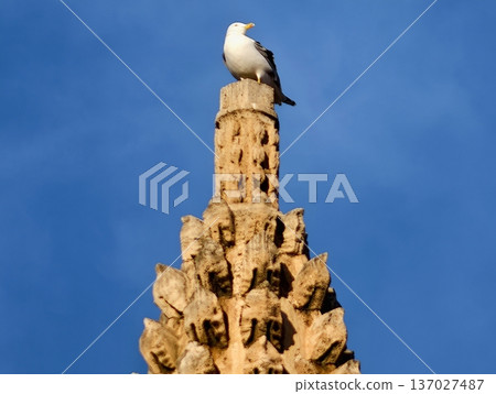 Urban coastal scene capturing seagull resting peacefully on ornate stone tower with detailed craftsmanship 137027487