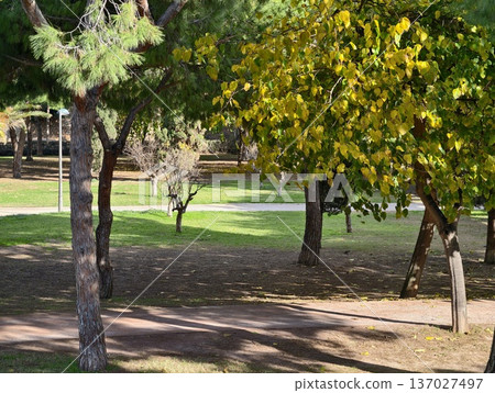 Sunny park stroll, Peaceful afternoon in sundrenched park with trees and open spaces for relaxation 137027497