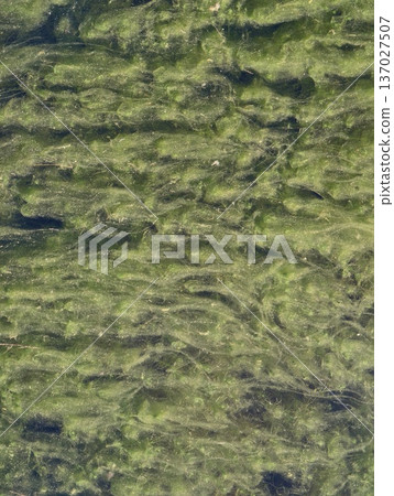 Highly detailed macro image showcasing weathered and mossy rocky land ideal for ecological themed settings Highly detailed macro image showcasing weathered and mossy rocky land ideal for ecological themed settings 137027507
