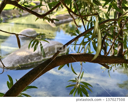Peaceful pond with leafy shadows, Quiet natural setting with rippling water and sheltered peace Peaceful pond with leafy shadows, Quiet natural setting with rippling water and sheltered peace 137027508