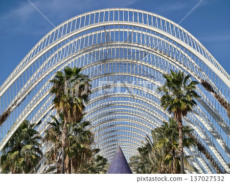 Serene walkway featuring tall palms and vaulted roof with dappled sunlight filtering through Serene walkway featuring tall palms and vaulted roof with dappled sunlight filtering through 137027532
