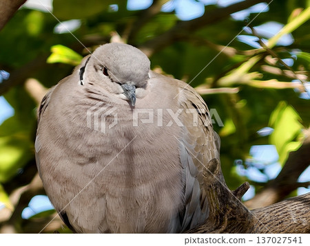 Peaceful bird perching during sunset, Calm collared dove seated on branch illuminated by warm sunlight Peaceful bird perching during sunset, Calm collared dove seated on branch illuminated by warm sunlight 137027541