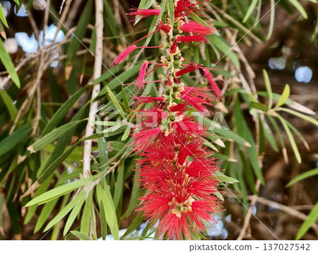Close imagery of red botanical bloom with foliage, Detailed shot of red flower with green leaves and pollen 137027542