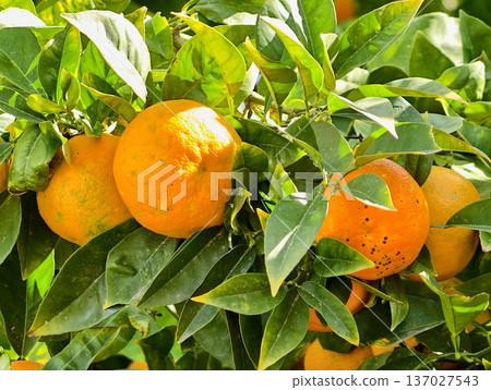 Comprehensive depiction of fully ripened orange featuring sun patches and authentic surface flaws 137027543