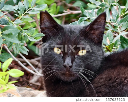 Feline alert snapshot, Cunning wild feline with keen eyesight observed amidst rich green environment 137027623