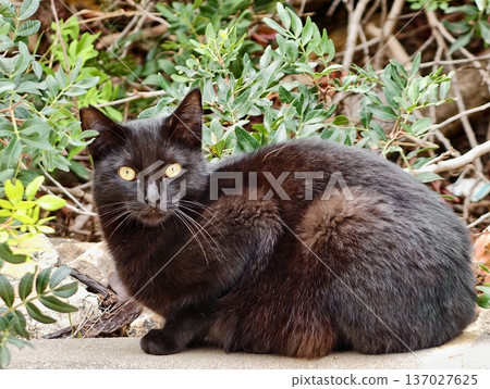 Stray cat resting nearby shrub, Sunbathing black feline perched calmly while observing its environment Stray cat resting nearby shrub, Sunbathing black feline perched calmly while observing its environment 137027625