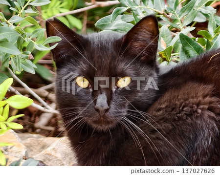 Goldeneyed cat in dense foliage, Vigilant black cat with luminous eyes amidst leafy surroundings Goldeneyed cat in dense foliage, Vigilant black cat with luminous eyes amidst leafy surroundings 137027626