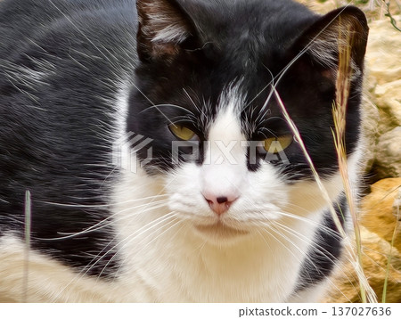 Detailed image of black and white feline scrutinizing its surroundings with alertness and natural highlights Detailed image of black and white feline scrutinizing its surroundings with alertness and natural highlights 137027636