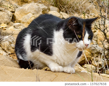 Poised cat scrutinizes sunlit surroundings, Monochrome feline pauses carefully amidst sunlit rocky landscape 137027638