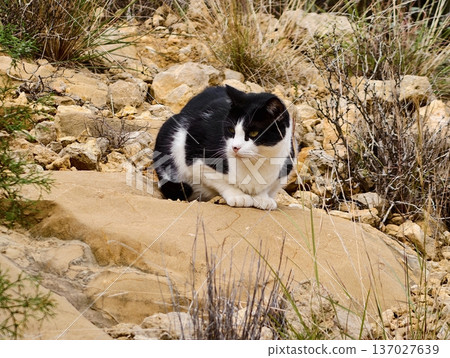 Serene cat watches landscape carefully, Stoic monochrome feline resting amidst rocky surroundings 137027639