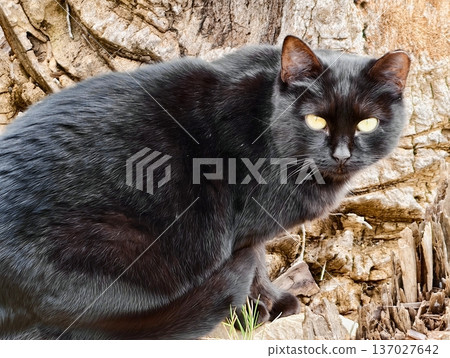 Black cat with striking amber eyes, Vivid portrait capturing alertness of black cat with orange eyes Black cat with striking amber eyes, Vivid portrait capturing alertness of black cat with orange eyes 137027642
