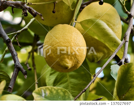 Bright sun illuminating fresh lemon on tree, Juicy lemon hanging from branch amid lush orchard scenery Bright sun illuminating fresh lemon on tree, Juicy lemon hanging from branch amid lush orchard scenery 137027697