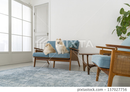 Living with dogs: Image of two Pomeranians sitting on the sofa in the living room 137027756