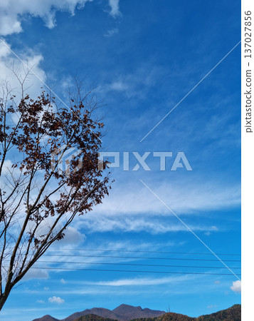 blue sky and tree branches blue sky and tree branches 137027856