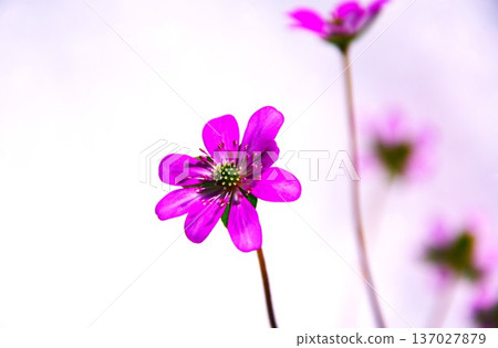 Reddish purple snowdrop flowers Reddish purple snowdrop flowers 137027879