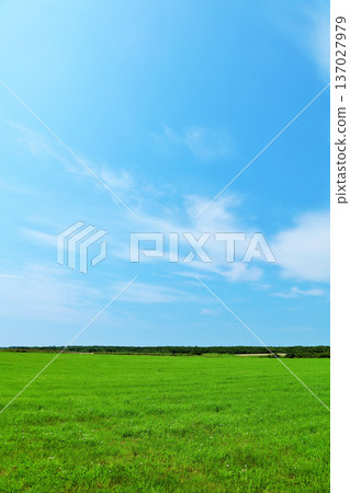 Hokkaido Summer blue sky and grassland scenery in eastern Hokkaido 137027979