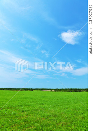 北海道 夏季北海道東部的藍天和草原風光 137027982