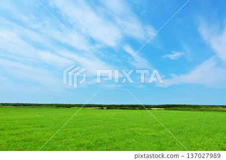 北海道 夏季北海道東部的藍天和草原風光 137027989