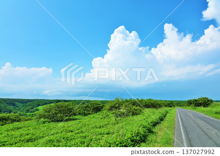 北海道夏日藍天與清新的綠色高原風光 137027992