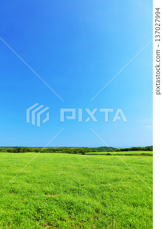 Hokkaido summer blue sky and fresh green plateau scenery 137027994
