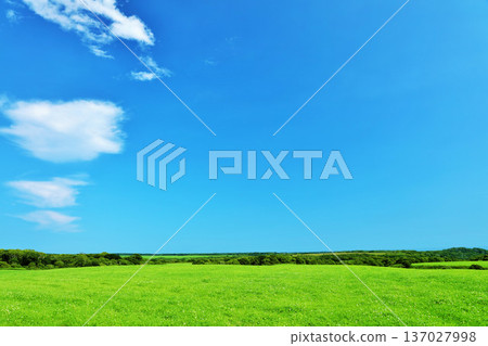 Hokkaido summer blue sky and fresh green plateau scenery Hokkaido summer blue sky and fresh green plateau scenery 137027998