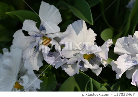 白花 白花 137028467