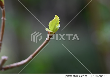 樹芽 137028468