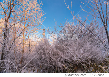 Snow hike around Mount Akagi's Jizodake, where the frost-covered trees sparkle in the morning sun Snow hike around Mount Akagi's Jizodake, where the frost-covered trees sparkle in the morning sun 137028540