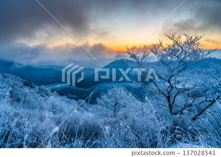 Snow hike around Mount Akagi's Jizodake, where the frost-covered trees sparkle in the morning sun Snow hike around Mount Akagi's Jizodake, where the frost-covered trees sparkle in the morning sun 137028541