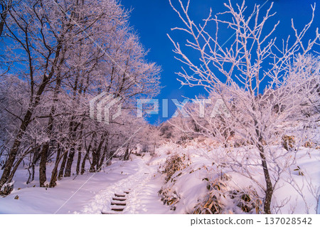 Snow hike around Mount Akagi's Jizodake, where the frost-covered trees sparkle in the morning sun Snow hike around Mount Akagi's Jizodake, where the frost-covered trees sparkle in the morning sun 137028542