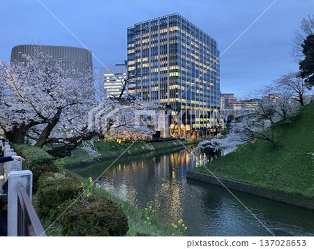 Night view of cherry blossoms and office buildings reflected in the moat of Ushigafuchi in Kudanshita, Tokyo Night view of cherry blossoms and office buildings reflected in the moat of Ushigafuchi in Kudanshita, Tokyo 137028653