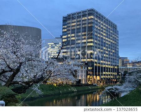 東京九段下牛賀淵護城河倒映著櫻花和辦公大樓的夜景 東京九段下牛賀淵護城河倒映著櫻花和辦公大樓的夜景 137028655