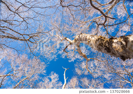 在覆蓋著霜雪的赤城黑刃山進行雪地健行 137028666