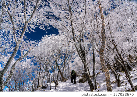 Snow hike through the frost-covered Akagi Kurohiyama mountains Snow hike through the frost-covered Akagi Kurohiyama mountains 137028670